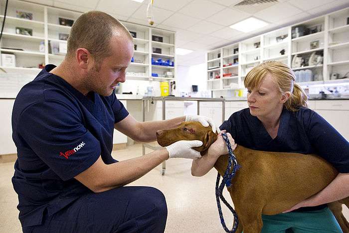 Vets Now